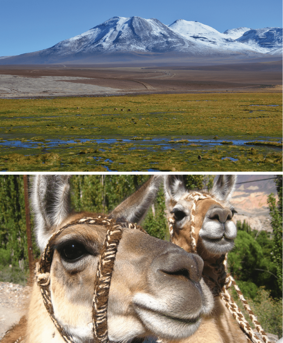 SD_ChiliArgentine_2022_14