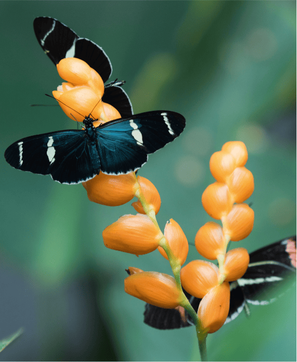 BKO_SD_Equateur_2